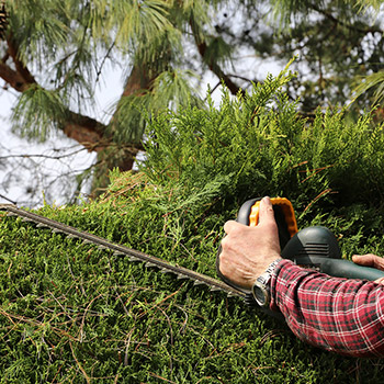 taille haie outil jardin la garde 