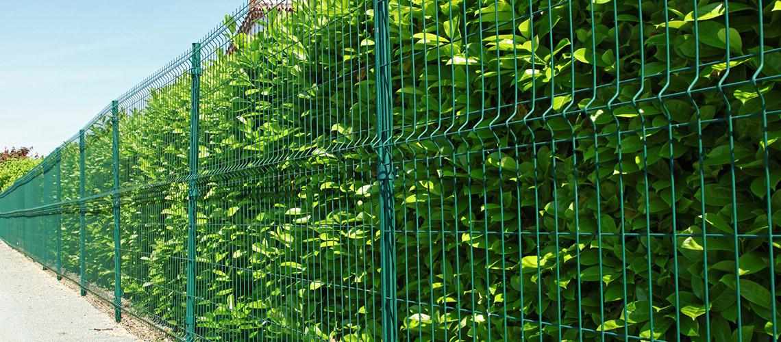 Clôture, pois croquants et coup de pinceau