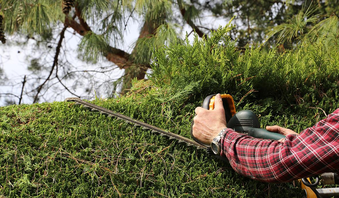 taille haie outil jardin flassans